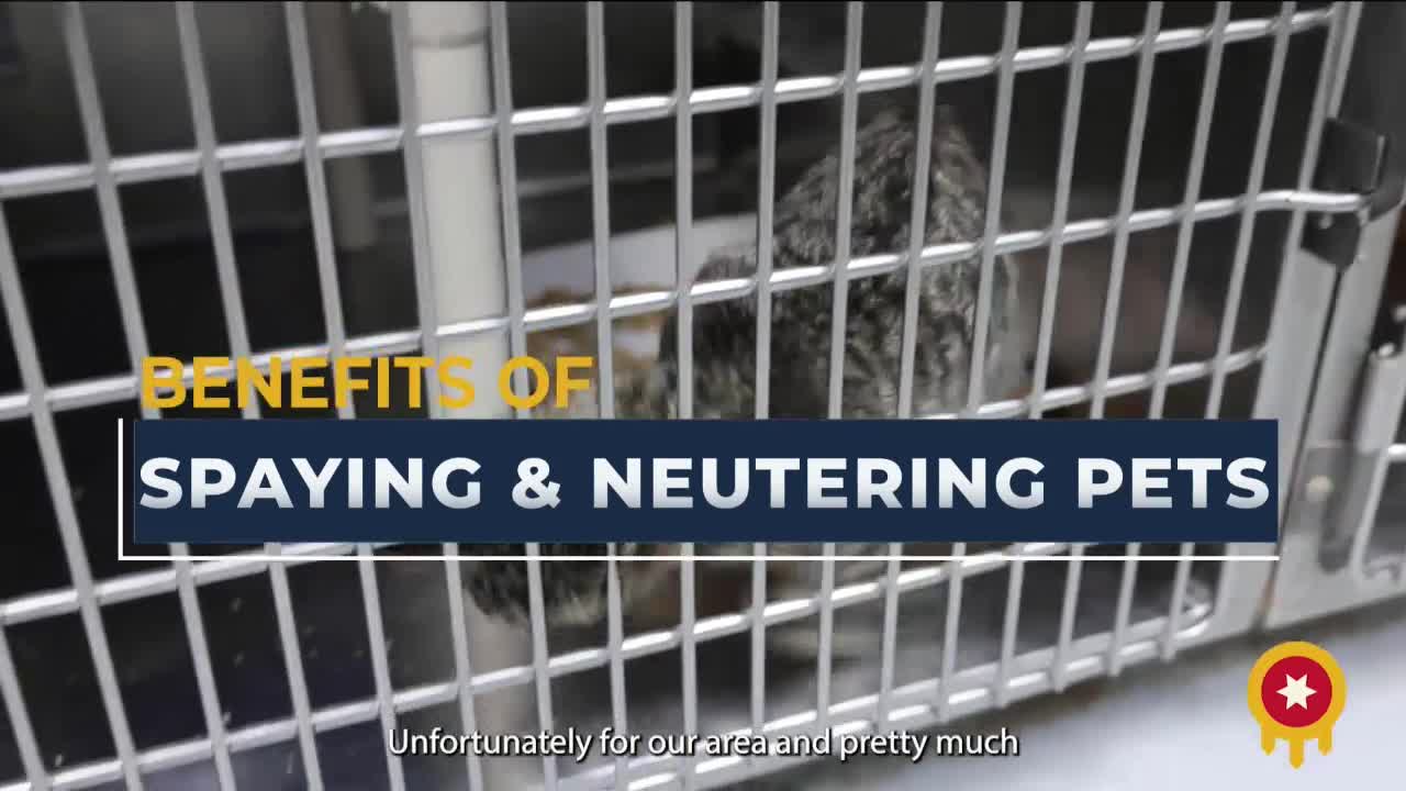 Tulsa officials address pet overpopulation crisis with spay and neuter initiatives