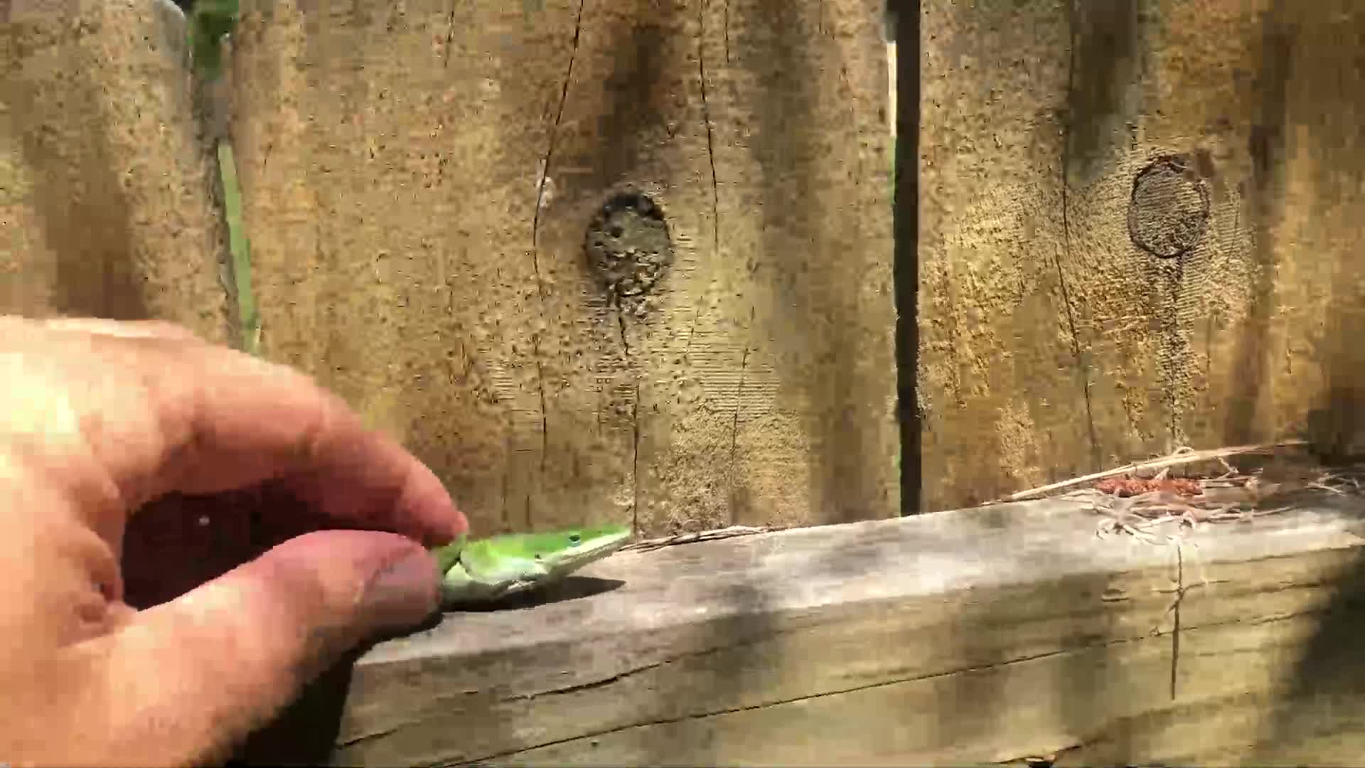 Male Green Anole Defends Territory Against Rival in Lizard Fight