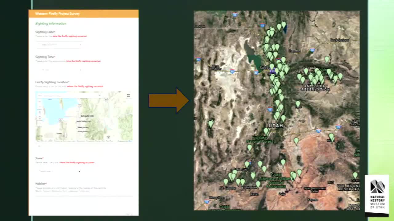 Utah County research uncovers firefly habitats and promotes conservation efforts
