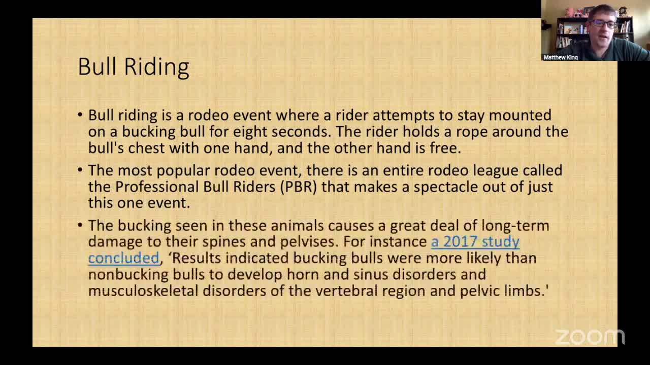 Veterinary studies reveal distress in rodeo bulls and broncs from flank straps